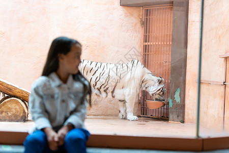 熊猫狮子老虎狗小女孩和白老虎在动物园的玻璃后面外壳哺乳动物濒危荒野童年毛皮孩子橙子野生动物金属背景