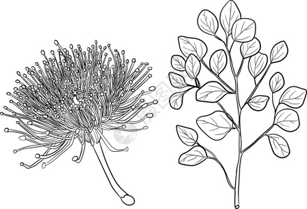 速生桉一组桉树枝和花在白色背景下分离装饰叶子乡村绘画花束横幅花园花瓣桉树热带插画