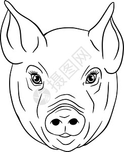 猪脸肉猪 在白色背景下孤立的小猪头的矢量图解 农场动物素描写实风格的剪贴画 和设计的插图家畜猪肉熏肉草图食物小猪乡村哺乳动物雕刻家园插画