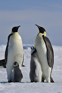 企鹅和小土豆皇帝企鹅和小鸡家庭父母野生动物冻结动物旅行白色婴儿水平讲话背景