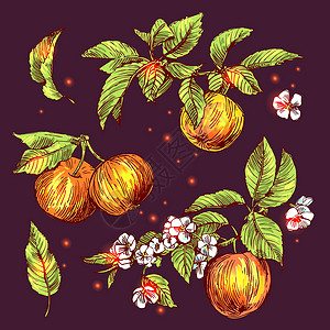 苹果素描涂鸦生态插图雕刻水果营养卡片帆布生物草图背景图片