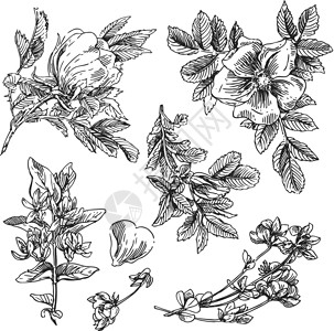 手绘花植物野蔷薇叶子插图墙纸玫瑰框架装饰品风格邀请函背景图片