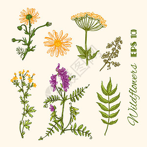 波西米亚风格花框架插图植物卡片手绘花装饰邀请函花园绘画艺术背景图片