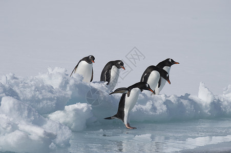 海错图冰上金图企鹅荒野动物黑色冰山羽毛野生动物生态白色蓝色旅行背景