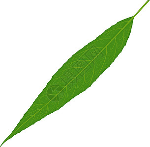 耳叶牛皮消在白色背景上孤立的绿柳树叶叶矢量图示插画