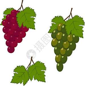 藤蔓矢量红色和红葡萄及绿葡萄 在白色背景上孤立的矢量插图插画