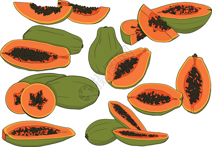 圆坨坨木瓜矢量手绘套木瓜 美味的热带素食对象 用于餐厅 膳食 市场 商店 菜单植物学收成花园手工水果情调绘画涂鸦植物插图插画