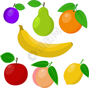 李子树在白色背景中孤立的水果集矢量插图插画
