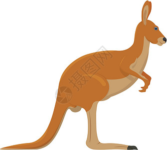 莱乔Kangaroo 以白色背景隔离的Kangaroo矢量插图插画