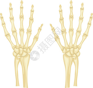骨外科白色背景上孤立的手骨向量插图设计图片