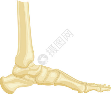 左侧距骨白色背景上孤立的脚骨矢量插图设计图片