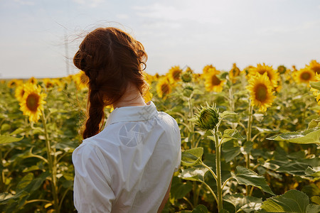田地中的女孩女人背在田地中 向日葵风景蓬勃背景