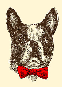 手工画的矢量插图斗牛犬宠物领带潮人草图打印海报配饰卡片艺术动物背景图片