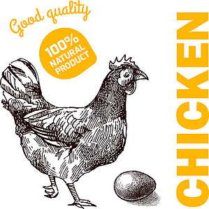 生态养鸡羽毛绘画手工市场横幅农业食物质量素描标识背景图片