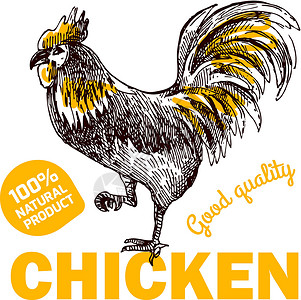 生态养鸡农场质量横幅素描海报农业农民羽毛标识插图背景图片