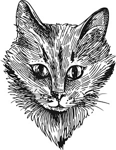 黑色虎斑鲭鱼猫头艺术黑色白色绘画草图手工墨水黑与白宠物动物插画