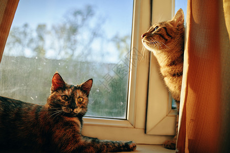 窗台上有两只可爱的毛绒猫毛皮注意力眼睛宠物动物虎斑哺乳动物猫咪场景小猫背景图片