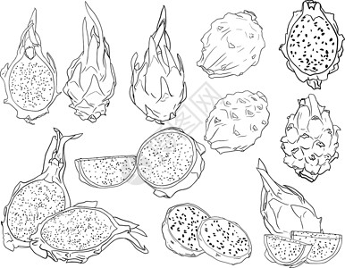皮内加矢量手绘制了一套皮加亚 龙果插图 美味的热带素食物品涂鸦植物甜点手绘果汁食物热带草图情调饮食插画