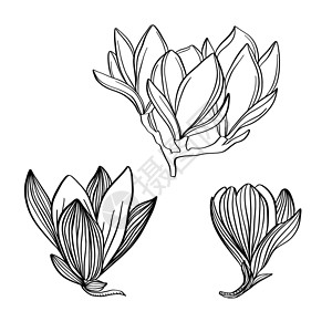 自画木兰花的自手绘画 草原花植物收藏设计图片