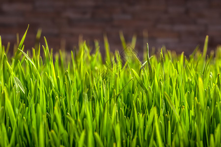 小麦草花园绿色生长植物场地背景图片