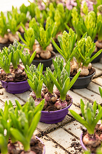 带新鲜叶子的Hyacinth灯泡背景图片