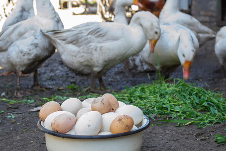 先有鸡还是先有蛋鸡鹅和鹅在农场 蛋在碗里 有选择性的焦点小鸡花园家禽农家院动物群农业背景国家草地团体背景
