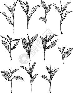 图形样式中的茶叶收集元素 手绘矢量图解咖啡店菜单植物树叶手工叶子茶壶香气草本植物玻璃背景图片