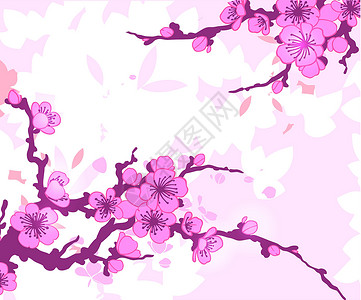 樱桃开花Sakura 矢量插图分支植物美丽文化李子花园樱花卡片传统绘画边界插画