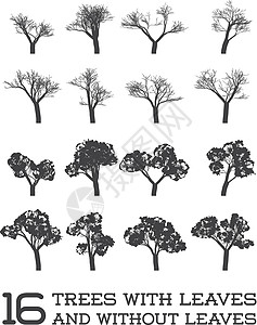 山毛榉树黑色和白色 有叶 无叶的锡轮木中的一组矢量树插画