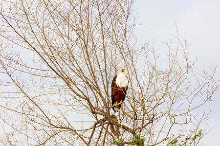 雄鹰坐在树枝上 肯尼亚是一个全国性的肯尼亚人长冠捕食者荒野翅膀飞行眼睛野生动物枕肌射频猎鹰背景