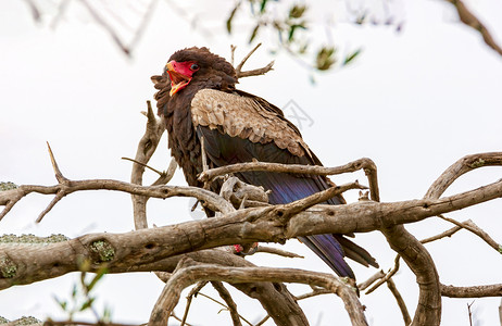 雄鹰坐在树枝上 肯尼亚是一个全国性的肯尼亚人枕肌游戏荒野动物马赛野生动物羽毛鸟类眼睛枕木背景