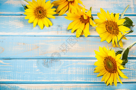 向日向框架木板植物学卡片向日葵母亲照片环境植物作品黄色背景图片