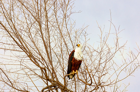 雄鹰坐在树枝上 肯尼亚是一个全国性的肯尼亚人枕肌枕木鸟类射频力量翅膀羽毛荒野游戏猎物背景