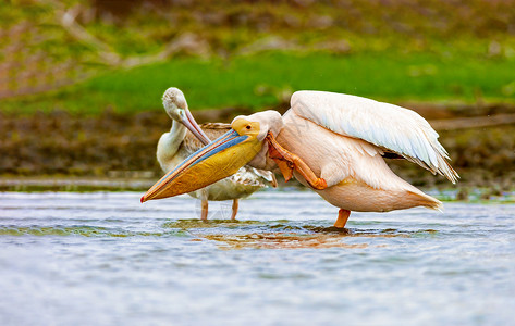 鹈鹕科水禽统称肯亚湖湖边的Pelican鸟类火烈鸟国家自然陨石旅行野生动物冒险荒野动物背景