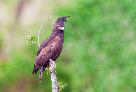 长冠鹰肯尼亚国家公园 鹰是山脊背景