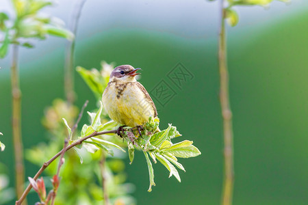 麻雀的巢一只小鸟坐在树枝上 夏天 俄罗斯尾巴动物群鸣禽枝条动物热带观鸟公园荒野翅膀背景