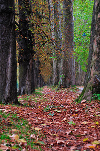 秋秋秋西松的长巷绿色棕色公园小路木头叶子圆圈高清图片