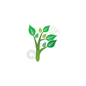 生态树叶叶植物标识生长生物商业插图环境模板绿色叶子背景图片