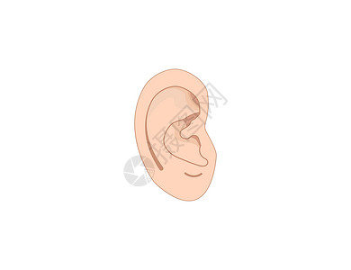 小叶紫薇人类耳 解剖图标 矢量插图 平坦体积损失结节螺旋生物学音乐听力耳屏身体解剖学设计图片