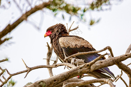 雄鹰坐在树枝上 肯尼亚是一个全国性的肯尼亚人翅膀枕木荒野猎鹰捕食者食肉射频长冠游戏力量背景