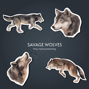 冬季概念中用狼标贴标签模板 水色风格推广荒野猎人动物园野生动物捕食者广告动物品牌灰色背景图片