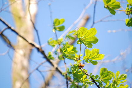 树上的绿叶叶子季节绿色蓝色高度背景图片
