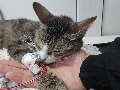 宠物中心舔猫 手掌有导管治疗情况职业手术药品程序外套保健输血疾病背景