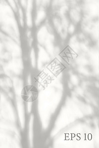透明天然树影 光效应覆盖 网格 展示设计卡 海报 故事 照片现实化插图 并用图像显示背景图片