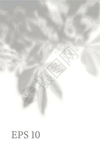七彩树叶光效透明的天然植物影子 光效叠加 网格 展示您的设计卡片 海报 故事 照片逼真的插图叶子太阳品牌墙纸婚礼小样阴影推广窗户树叶插画