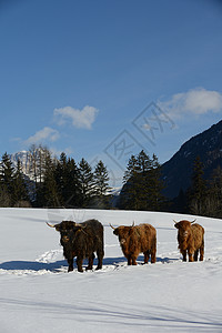 汉拿山冬季的牛牛动物牛奶牧场农村草地国家荒野天气高地喇叭小牛背景