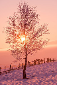 冬季风景寒冬风景与孤独的树阳光农村阴影国家日落季节日出蓝色地平线木头背景图片