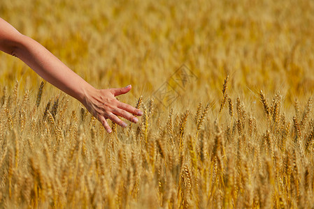 金麦手在麦田中的小麦田玉米男人农场生产面包艺术植物场景金子烘烤背景