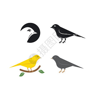 加瓦鸟鸟图标矢量说明概念设计鸟类绘画标识荒野蜂鸟艺术异国翅膀野生动物宠物插画