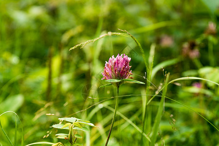 粉红色三叶草青草中一朵花 新鲜的粉红色花朵 紧贴着绿草的背景 (掌声)背景